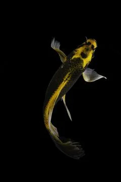 Koi fish black background Stock Photos