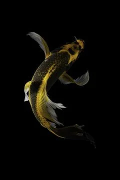 Koi fish black background Stock Photos