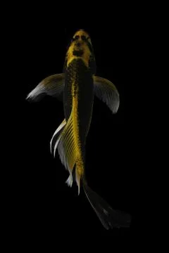 Koi fish black background Stock Photos