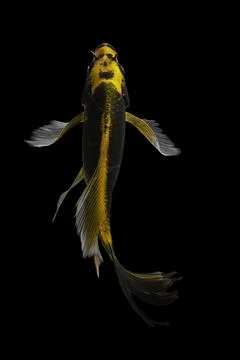 Koi fish black background Stock Photos