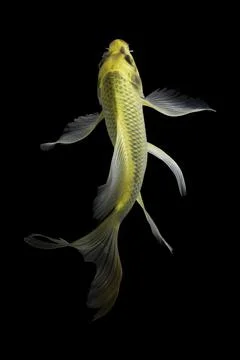 Koi fish black background Stock Photos