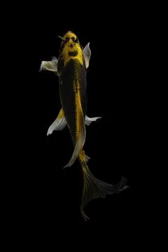 Koi fish black background Stock Photos