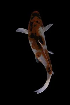 Koi fish black background Foto stock