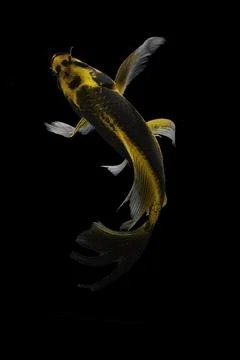 Koi fish black background Stock Photos