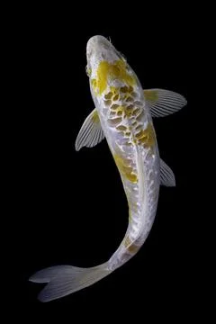 Koi fish black background Stock Photos