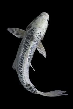 Koi fish black background Stock Photos