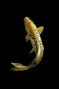 Koi fish black background Stock Photos