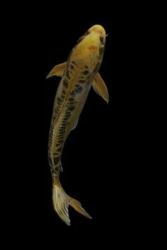 Koi fish black background Stock Photos