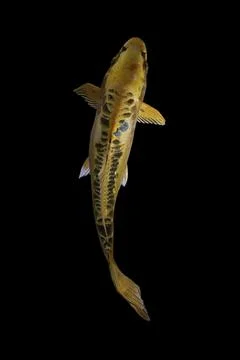 Koi fish black background Foto stock
