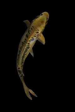 Koi fish black background Stock Photos