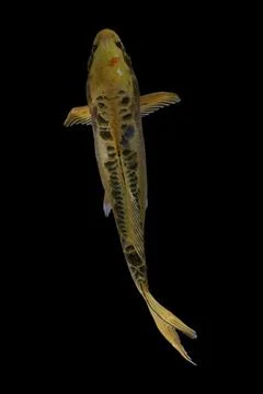 Koi fish black background Stock Photos
