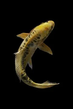 Koi fish black background Stock Photos