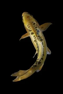 Koi fish black background Stock Photos