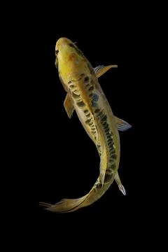 Koi fish black background Stock Photos