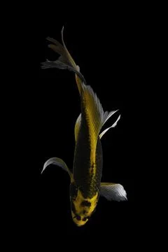 Koi fish black background Foto stock