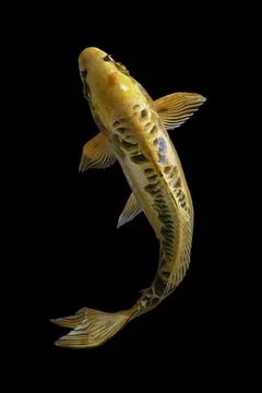 Koi fish black background Stock Photos