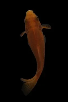 Koi fish black background Stock Photos
