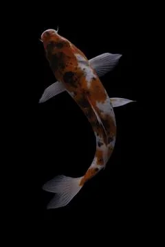 Koi fish black background Stock Photos