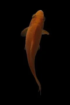 Koi fish black background Stock Photos