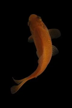 Koi fish black background Stock-Fotos