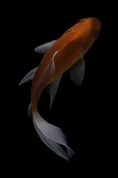 Koi fish black background Stock Photos