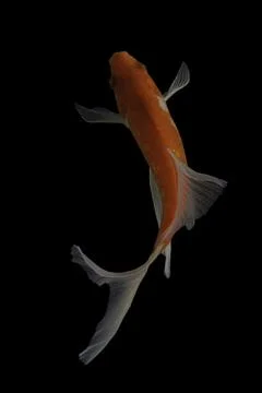 Koi fish black background Stock Photos