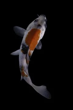 Koi fish black background Stock-Fotos