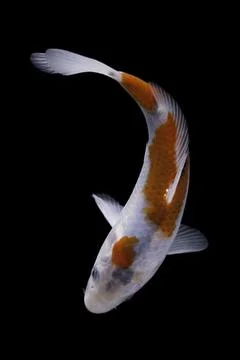 Koi fish black background Stock Photos