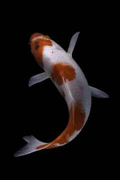 Koi fish black background Stock Photos