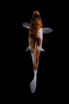 Koi fish black background Stock Photos