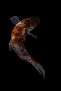 Koi fish black background Stock Photos