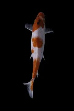 Koi fish black background Stock Photos