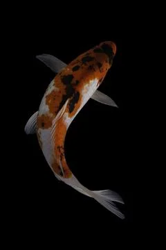 Koi fish black background Stock-Fotos