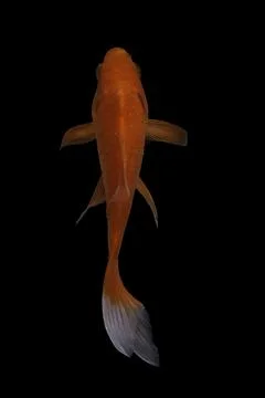 Koi fish black background Stock Photos