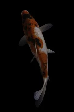 Koi fish black background Stock Photos