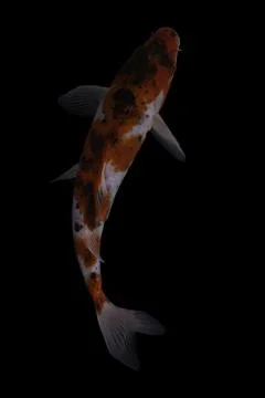 Koi fish black background Stock Photos