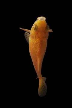Koi fish black background Stock Photos