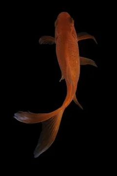 Koi fish black background Stock Photos