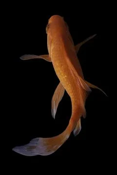Koi fish black background Stock Photos