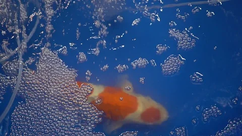 KOI FISH IN BLUE TANK Stock Footage 109653169