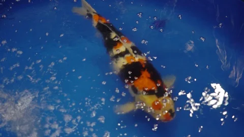 KOI FISH IN BLUE TANK Stock Footage 110769772