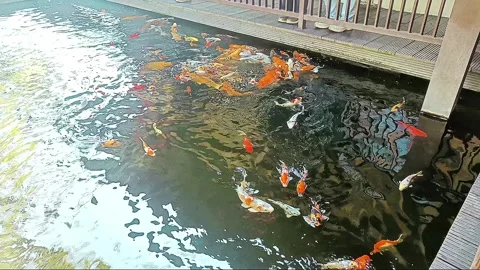 Koi fish carp in pond with clean and clear water Video stock 315456327