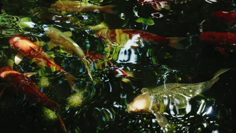 Koi fish carp swim in found under beautiful reflections and glare on surface of Stock Footage 246862835