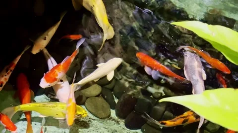 Koi Fish In Clear Garden Pond Stock Footage 337527280