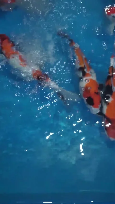 Koi fish in a clear pond Stock Footage 288075475