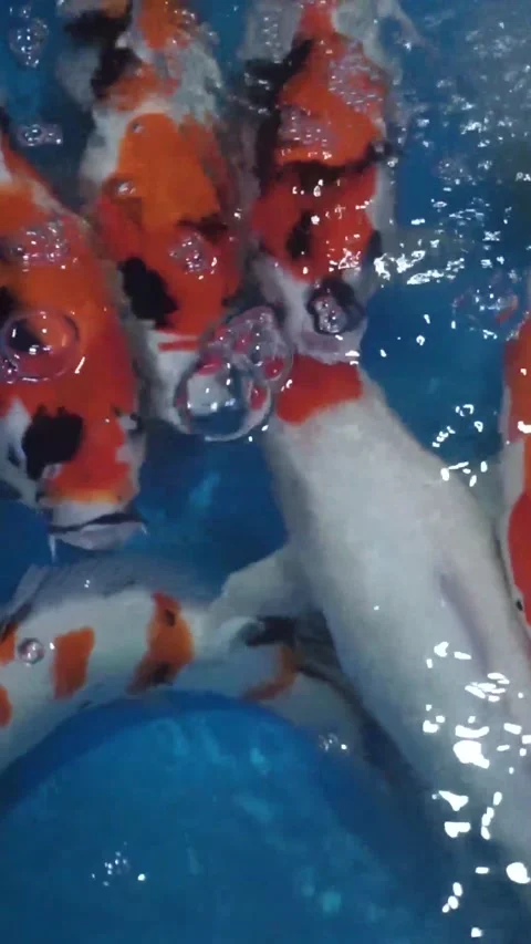 Koi fish in a clear pond Stock Footage 288075476