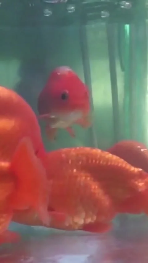 Koi fish in a clear pond Stock Footage 288075487