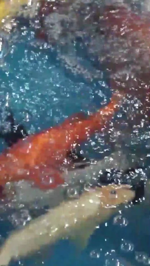 Koi fish in a clear pond Stock Footage 288075491