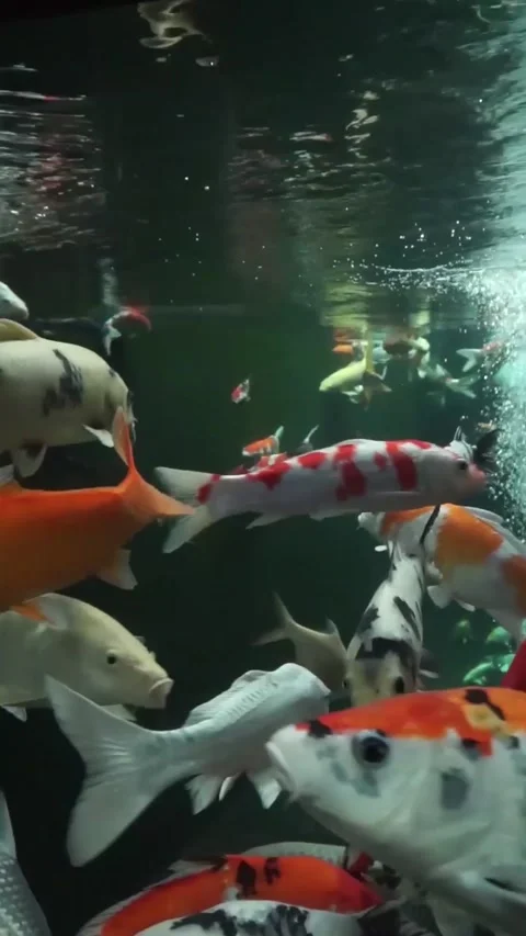 Koi fish in a clear pond Stock Footage 288075492