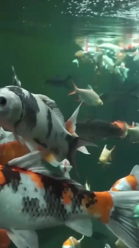 Koi fish in a clear pond Stock Footage 288075496